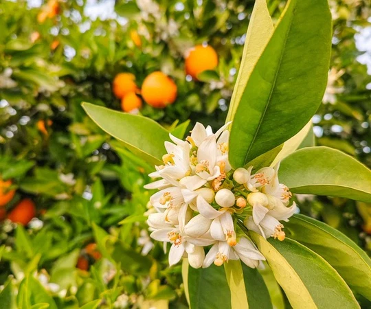 Fragancias florales de la familia Fig y Ginger tea